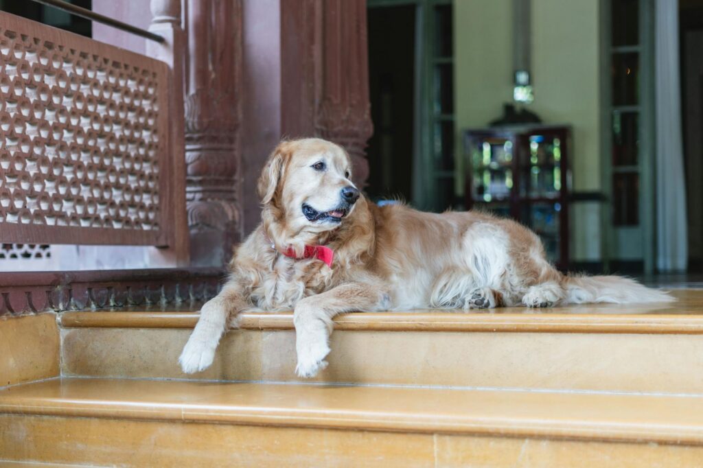 Hôtel Pet Friendly France : guide complet 2026