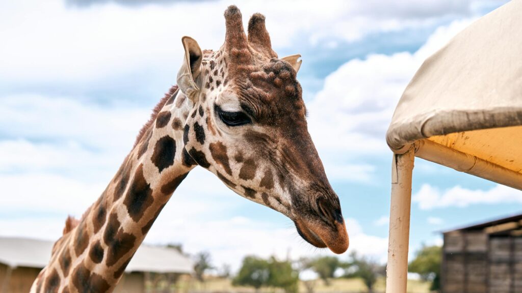 Lodge Safari en France : Les 5 Meilleures Adresses